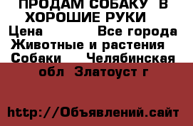 ПРОДАМ СОБАКУ  В ХОРОШИЕ РУКИ  › Цена ­ 4 000 - Все города Животные и растения » Собаки   . Челябинская обл.,Златоуст г.